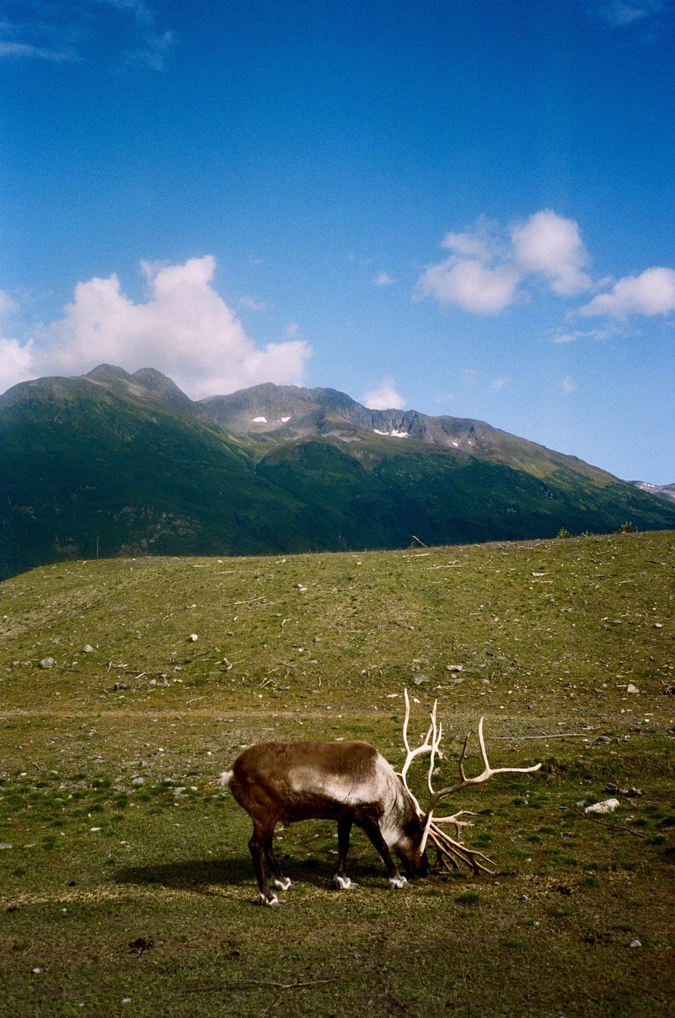 A reindeer with large antlers grazes in a grassy field with mountains in the background under a blue sky with clouds.