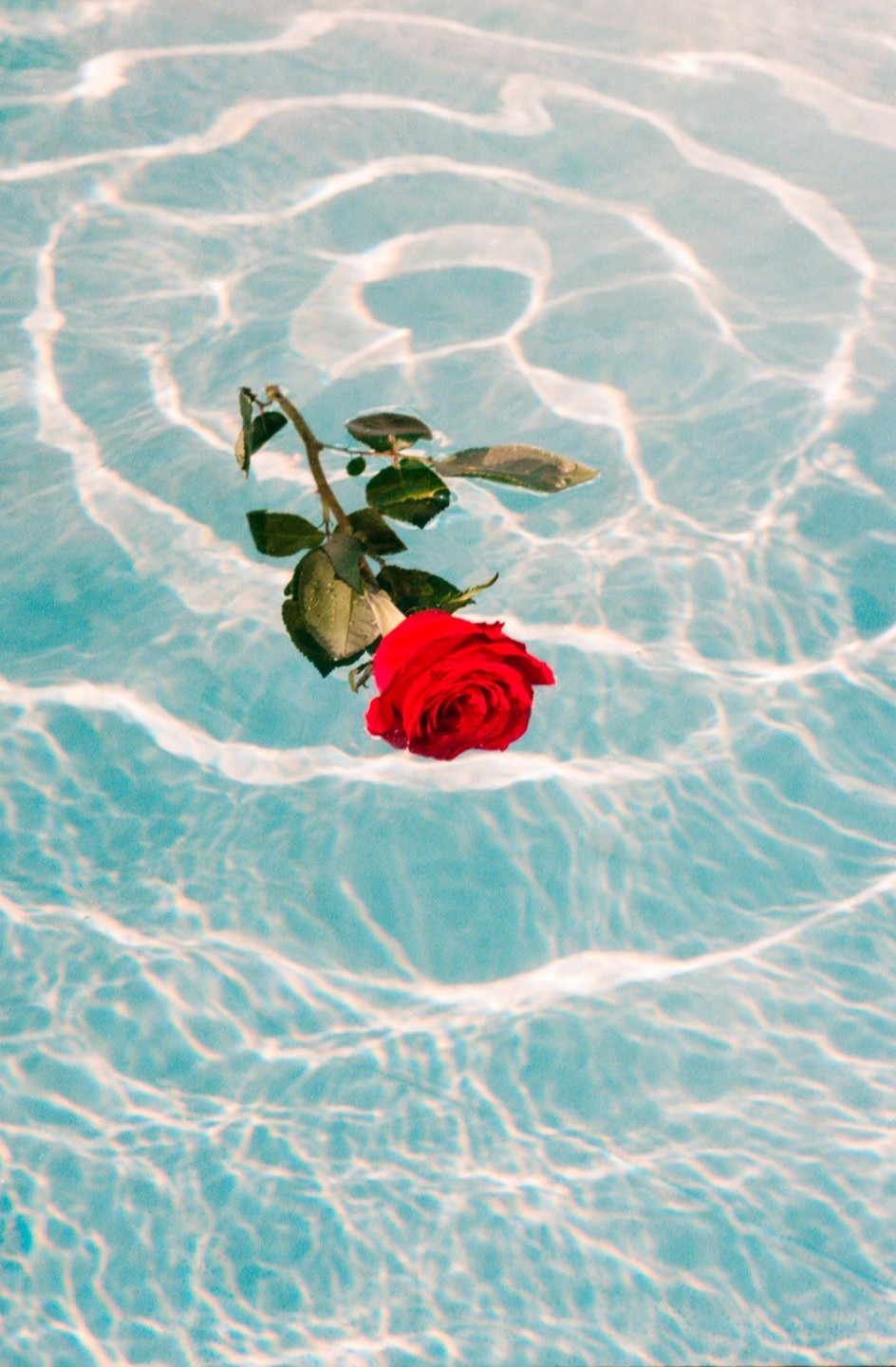 A single red rose with a green stem and leaves floats on the surface of rippling blue water.
