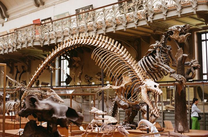 A large dinosaur skeleton is displayed in a museum hall with a woman standing nearby.