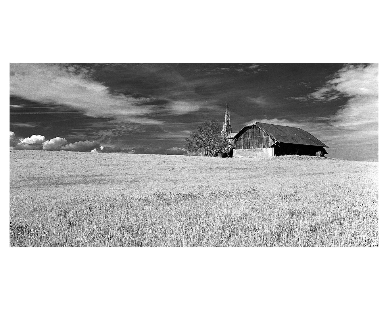 A barn and a bare tree stand on a hill overlooking a field under a cloudy sky.