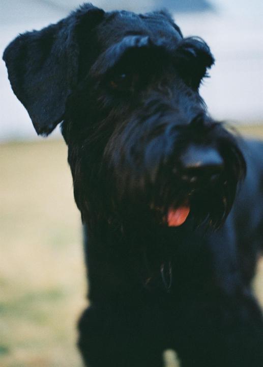 A black schnauzer with its tongue slightly visible is looking towards the viewer.