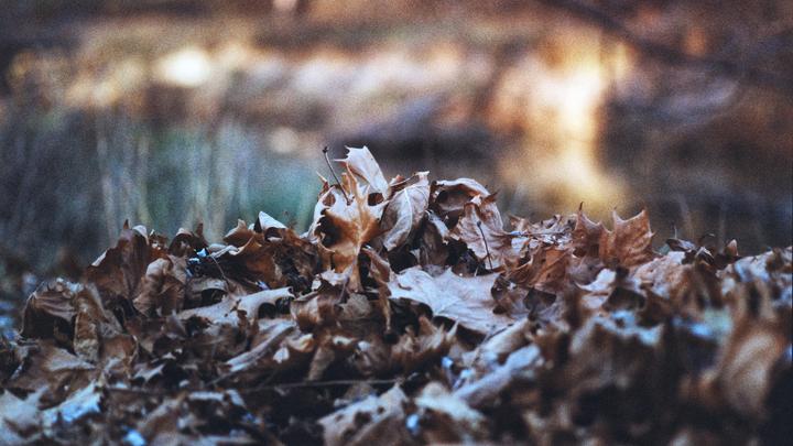 A pile of dry autumn leaves covers the ground with a blurred background.