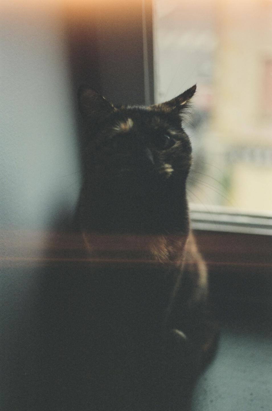 A cat sits in a window looking out.