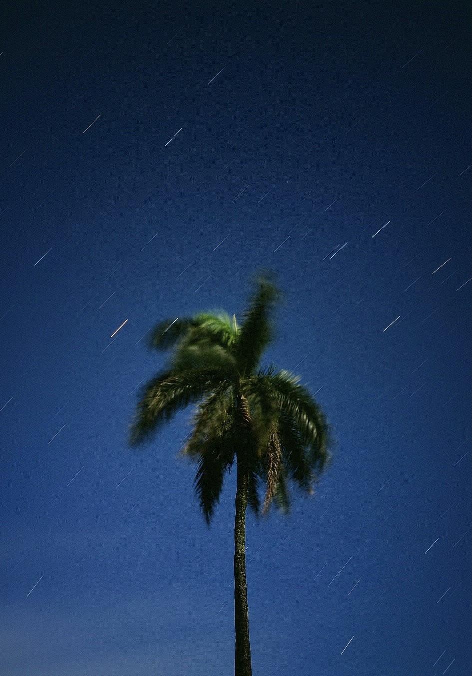 A palm tree stands against a dark blue night sky filled with star trails.