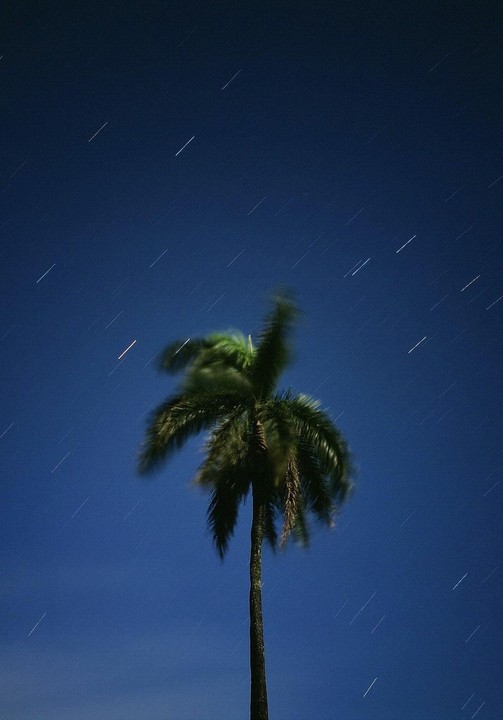 A palm tree stands against a dark blue night sky filled with star trails.