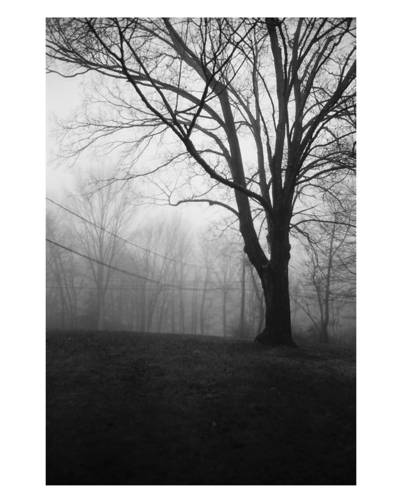 A large, bare tree stands on a grassy hill with a foggy forest and power lines in the background.