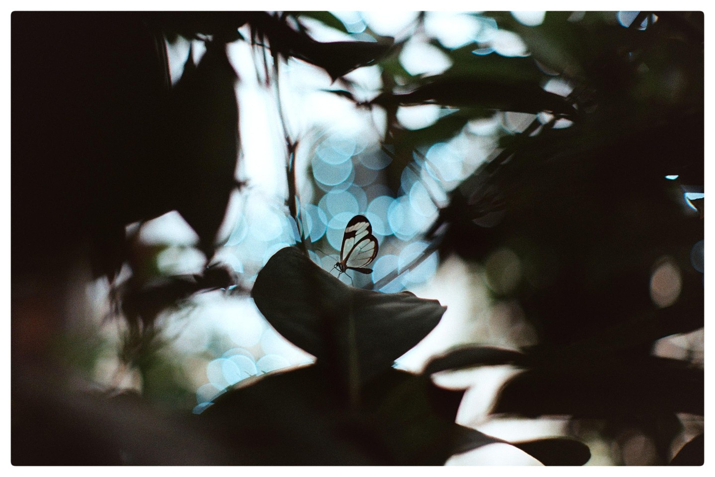 A butterfly with transparent wings rests on a dark leaf, surrounded by bokeh lights.