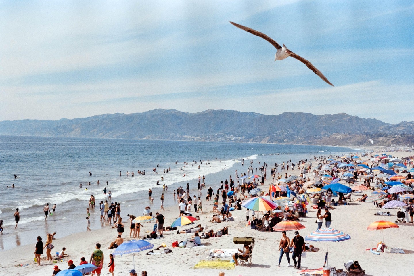 A seagull flies over a crowded beach with many people swimming in the ocean and mountains in the background.