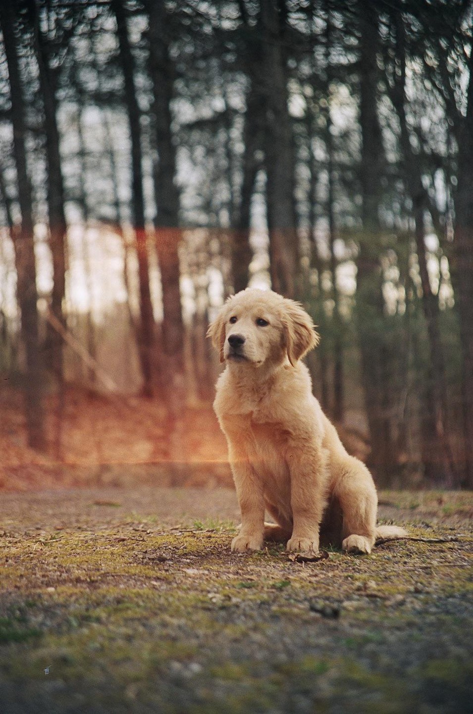 A golden retriever puppy sits on a dirt path in a forest.