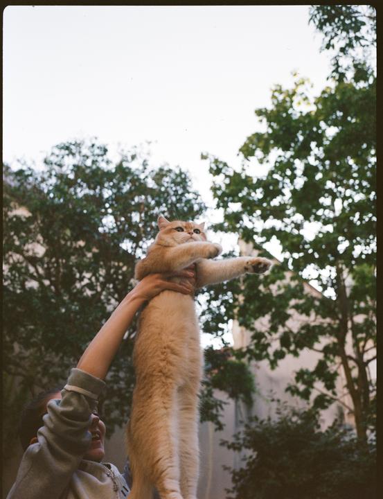 A person holds a cat up in the air against a backdrop of trees and sky.