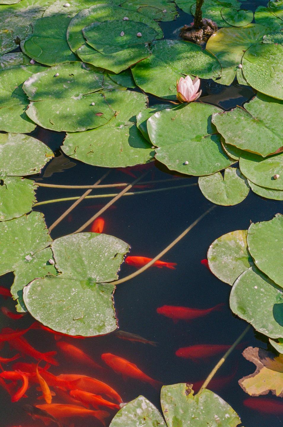 A pink lotus flower blooms among green lily pads and orange fish in a dark pond.