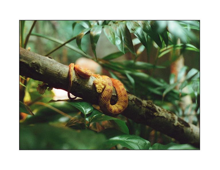 A snake is coiled around a tree branch surrounded by green foliage.