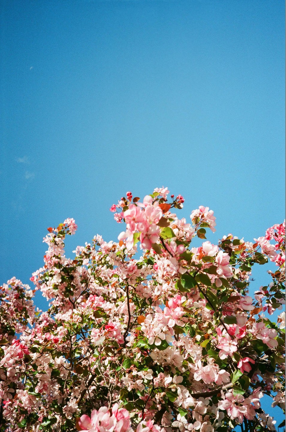 Pink blossoms on a tree are visible against a clear blue sky.