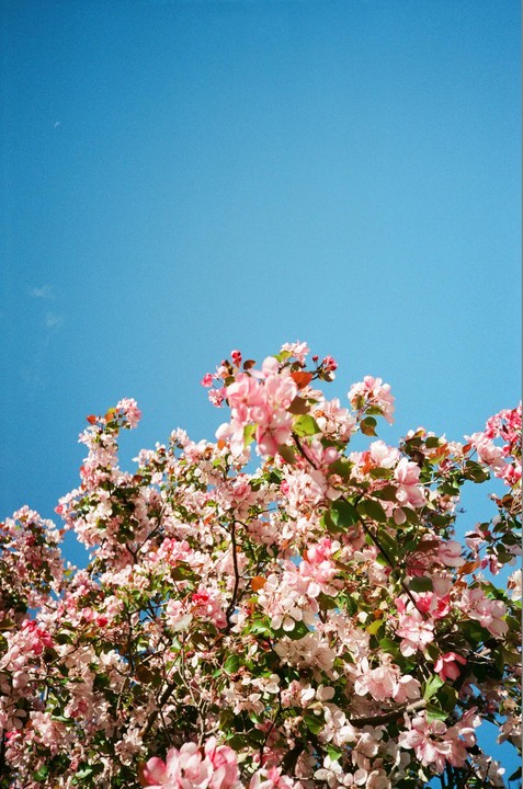 Pink blossoms on a tree are visible against a clear blue sky.