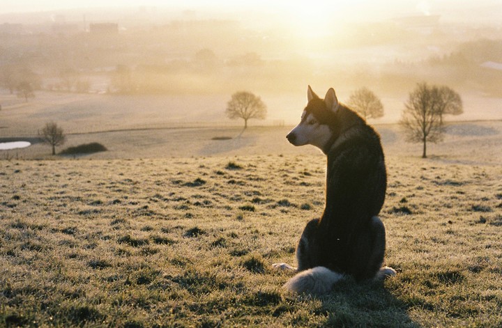 A husky sits in a frosty field looking towards a hazy sunrise.