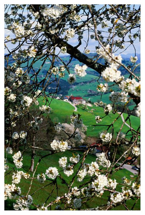 White blossoms frame a view of a green valley with a house and winding road.