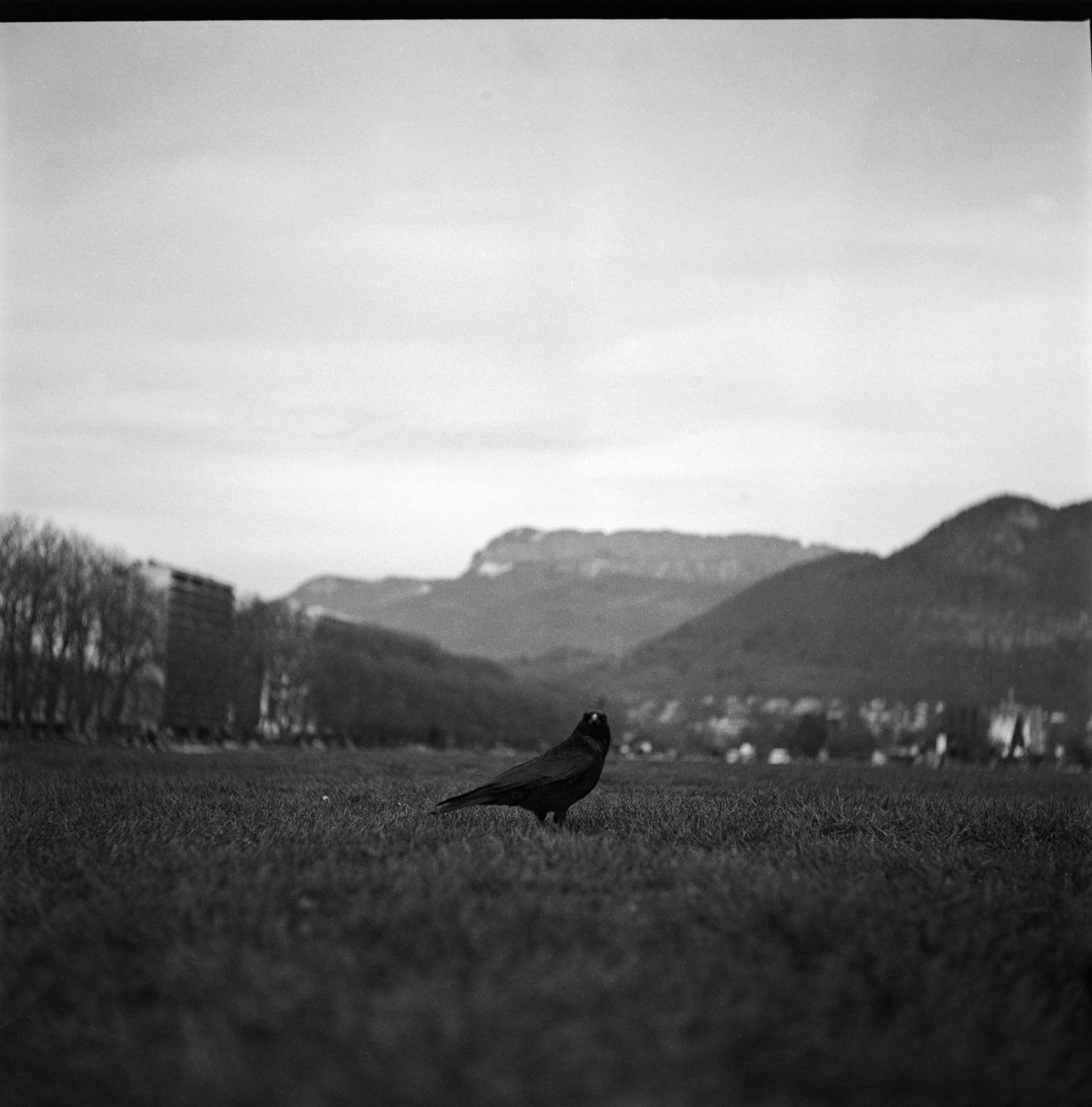 A bird stands in a grassy field with mountains and buildings in the background.