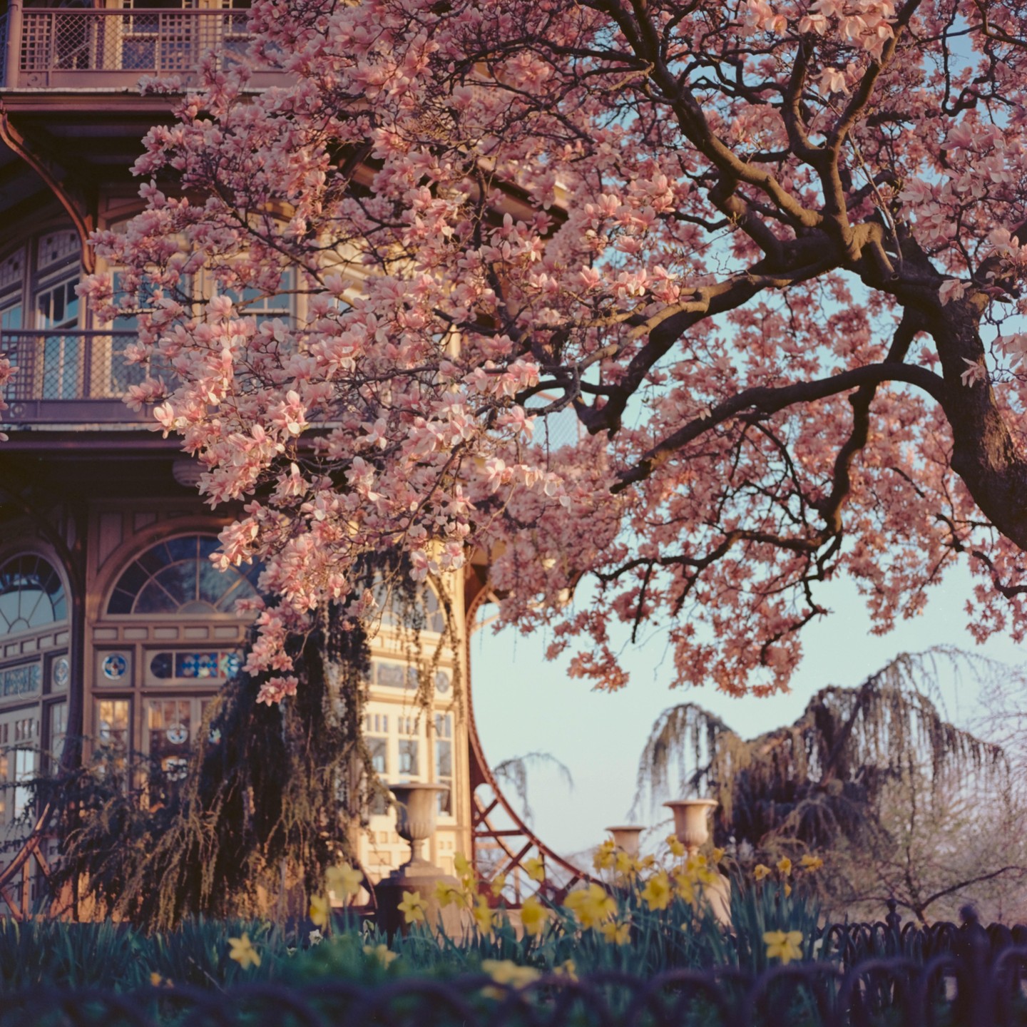 A large tree with pink blossoms stands in front of a building with ornate windows and balconies, with yellow flowers in the foreground.