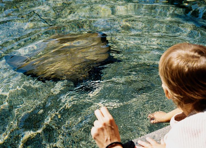 A child looks into a clear pool of water with a stingray swimming beneath the surface.