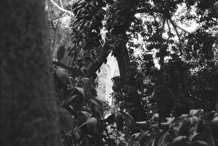A dense forest is shown with a large tree trunk on the left and bright light shining through the leaves in the background.