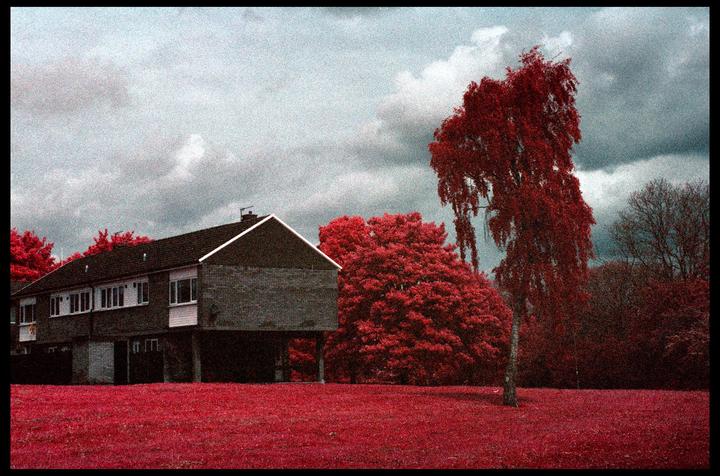 A house with a red lawn and red trees stands under a cloudy sky.