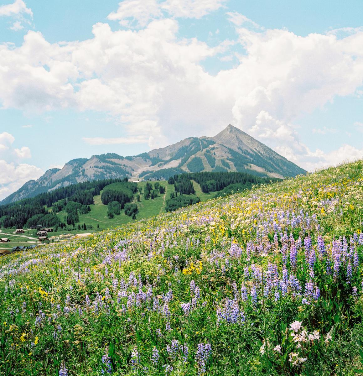 A field of wildflowers in the foreground leads to a mountain with ski slopes and a small village at its base.