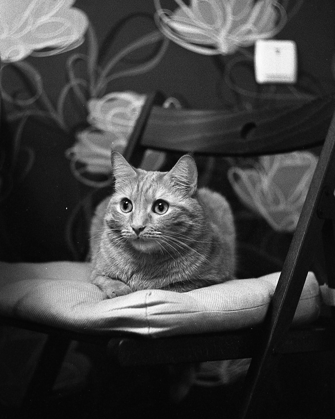 A cat sits on a cushioned chair in front of a patterned wall.