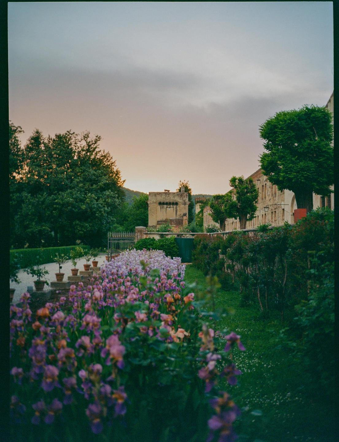 A garden with rows of purple and pink flowers leads to a stone building under a sunset sky.