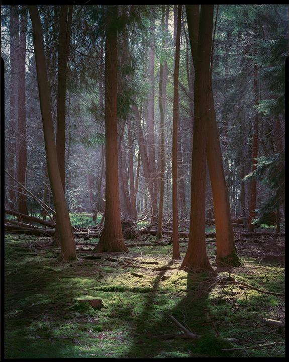 Sunlight streams through tall trees onto a mossy forest floor.