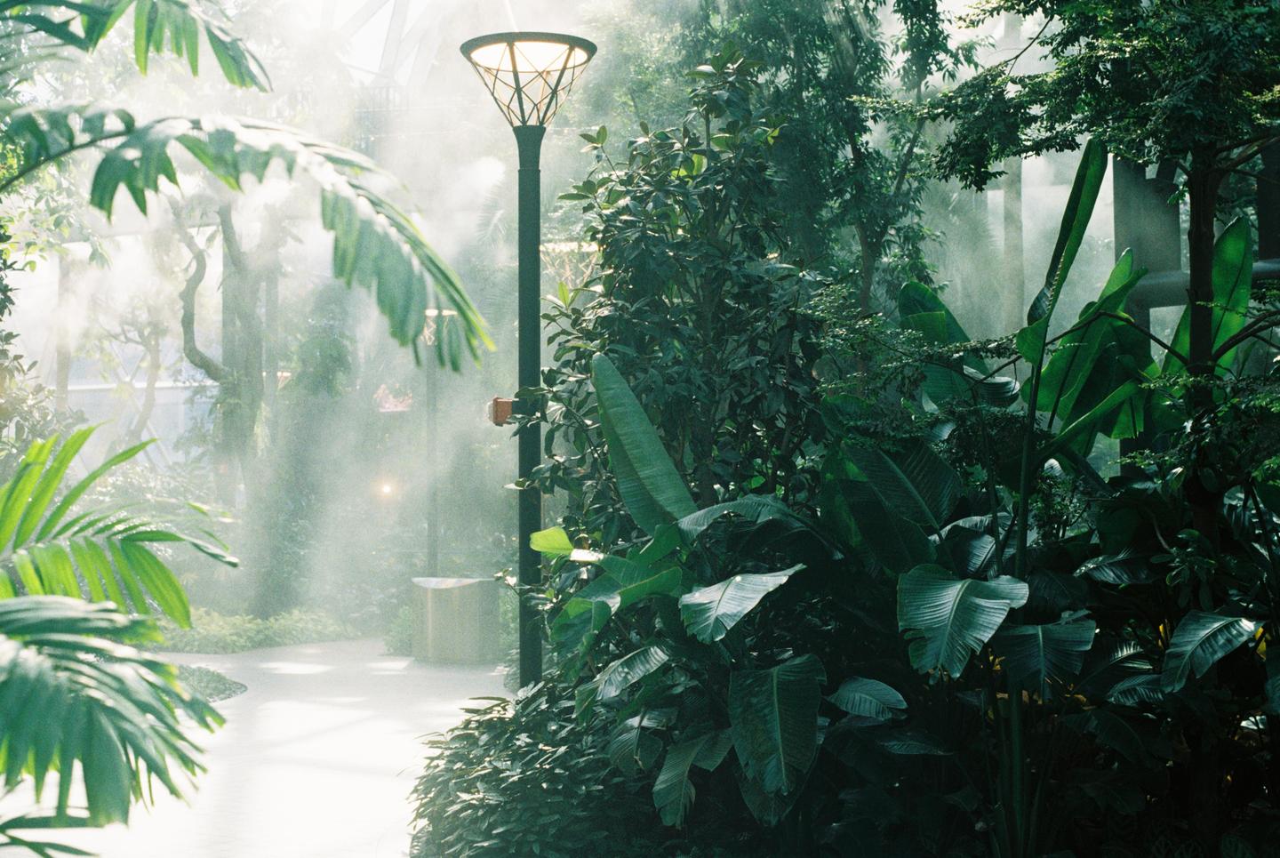 A tall lamp post stands amidst lush green foliage, with mist filling the air.