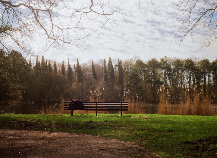 A wooden bench sits on a grassy bank overlooking a body of water surrounded by trees and tall reeds under a cloudy sky.