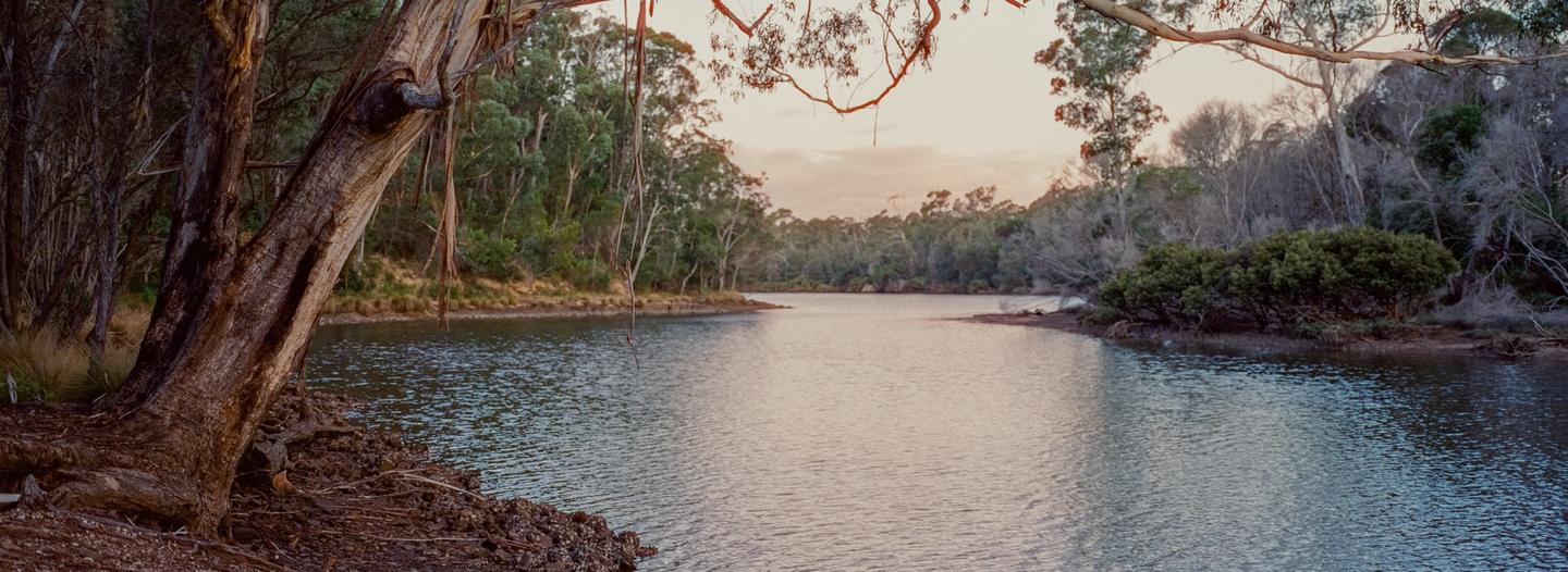 A body of water is surrounded by trees and foliage under a pale sky.