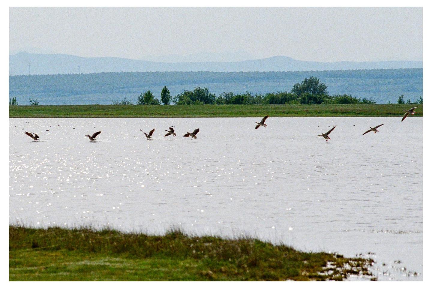 A sequence of geese landing on a shimmering lake is captured with a grassy bank in the foreground and hills in the background.