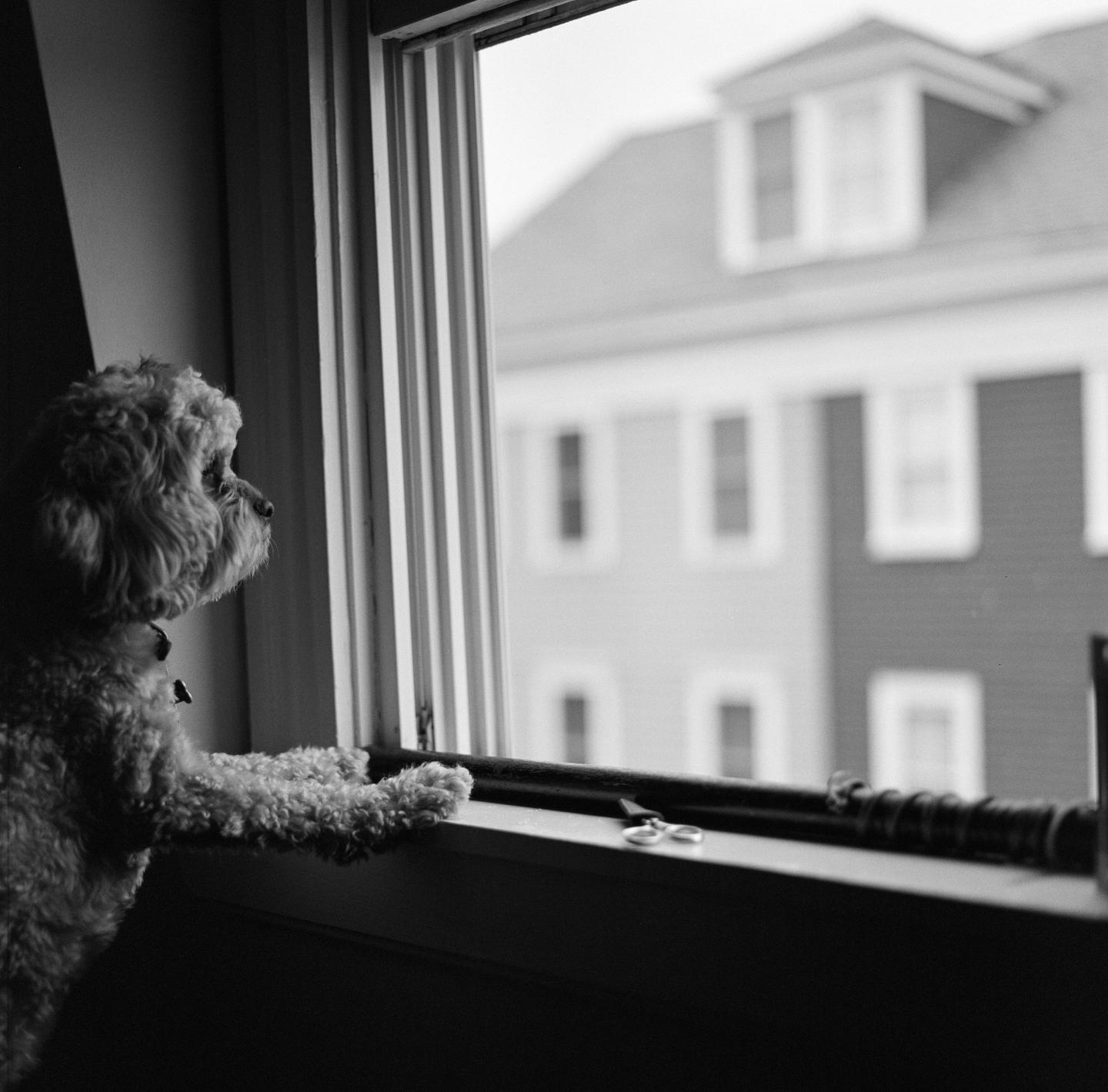 A dog stands on its hind legs looking out a window at a building across the street.