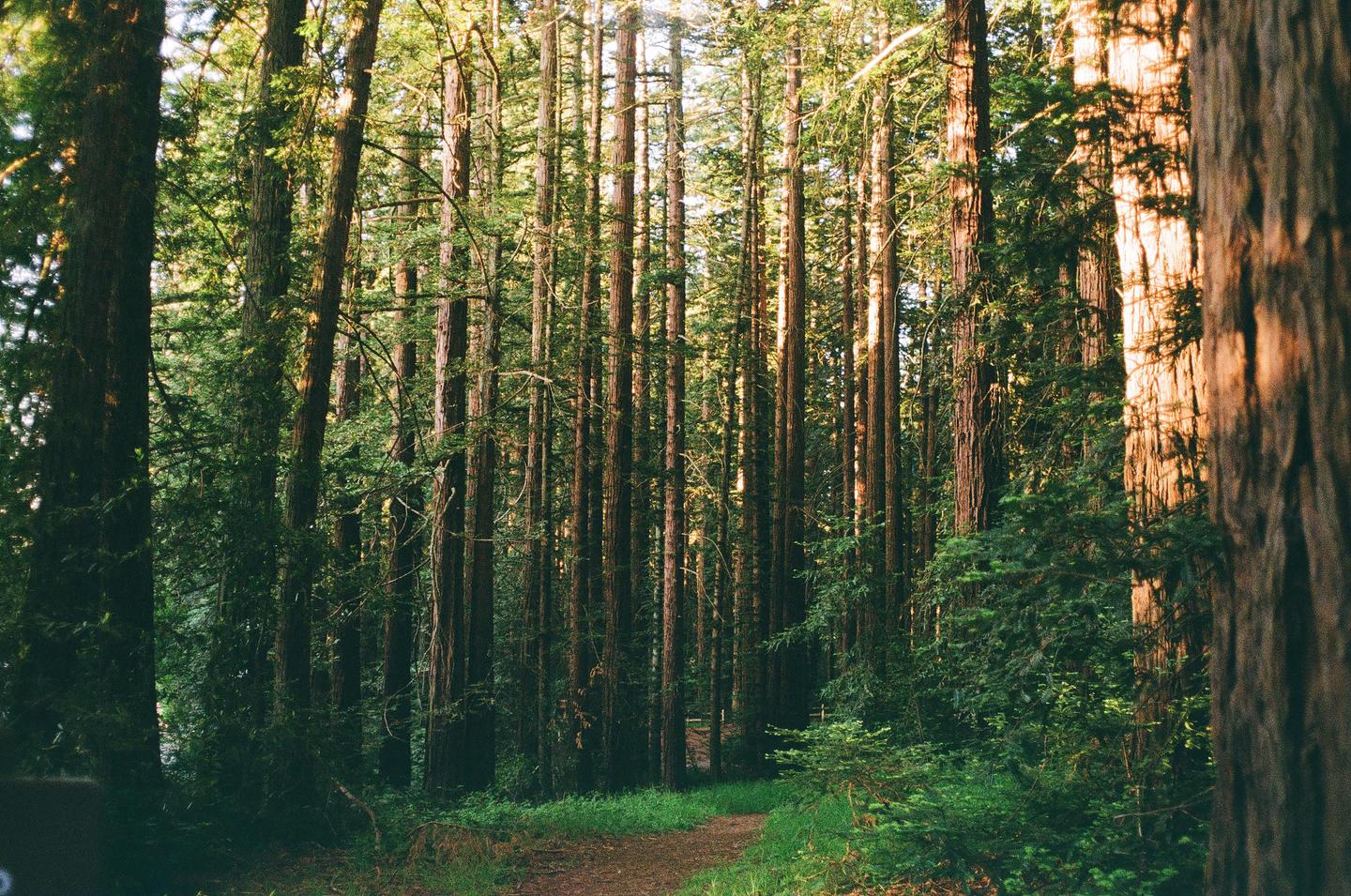 A narrow dirt path winds through a dense forest of tall redwood trees.