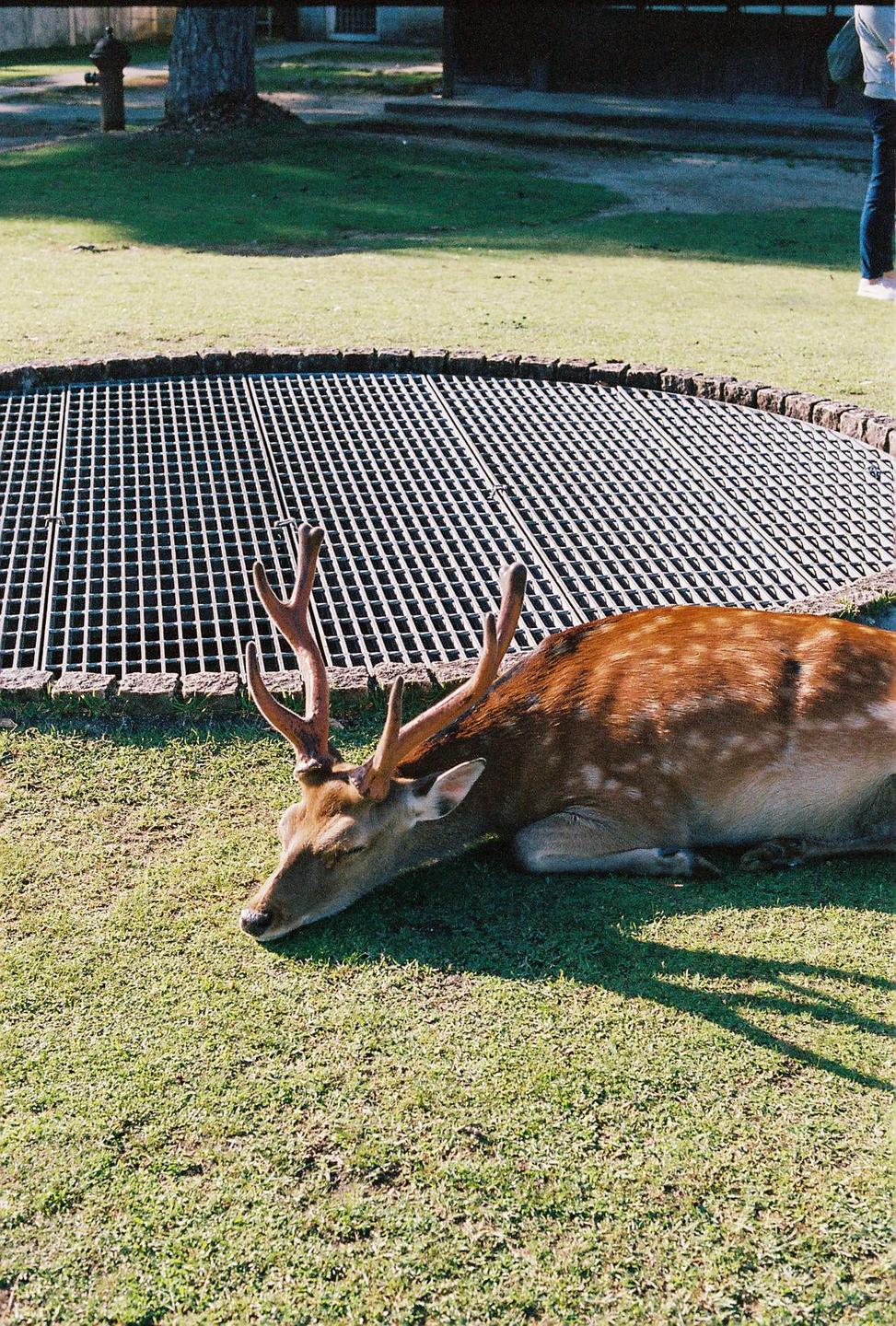 A deer with antlers rests on a patch of grass next to a large metal grate.