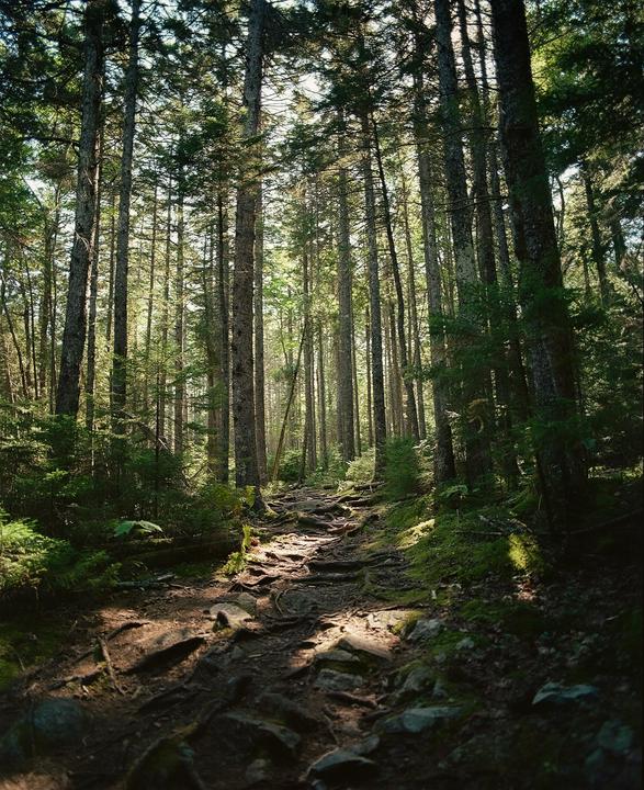 A narrow, rocky path winds through a dense forest with tall trees and dappled sunlight.