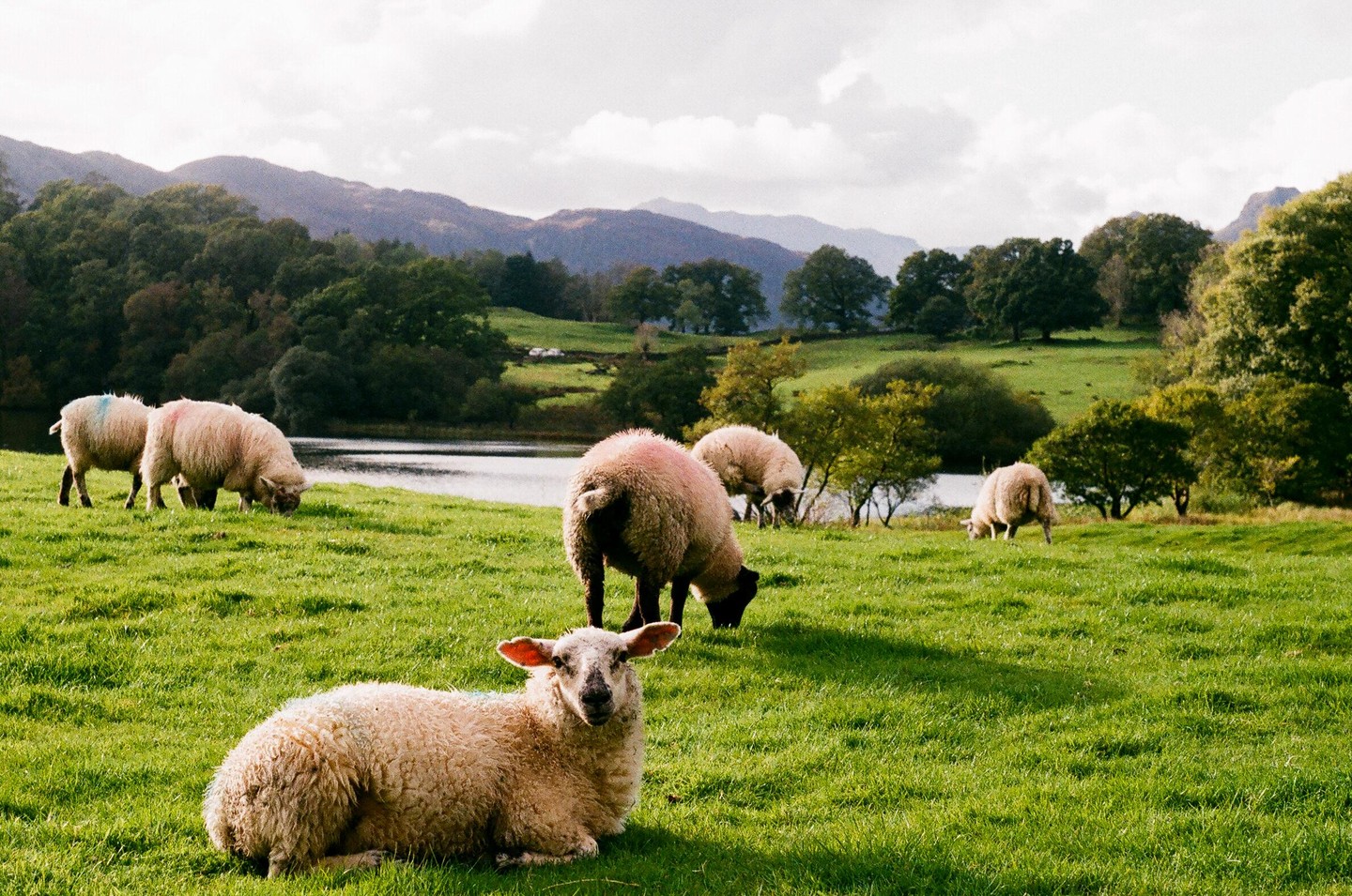Several sheep graze in a green field next to a body of water with mountains in the background.