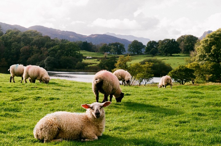 Several sheep graze in a green field next to a body of water with mountains in the background.