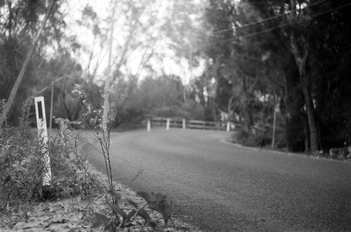 A winding road is visible through overgrown plants and trees.