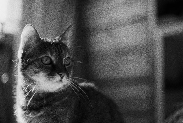 A cat with large eyes and whiskers is looking to the right of the frame.