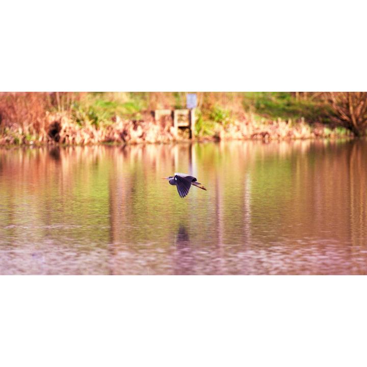 A bird flies over a body of water with trees and bushes on the far bank.