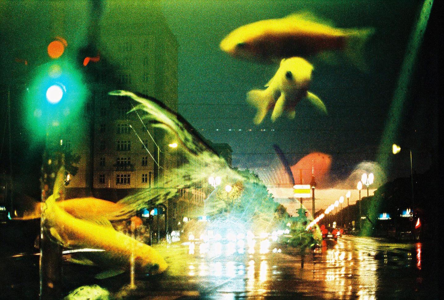 Three goldfish swim over a blurred street scene at night with a building and streetlights visible.
