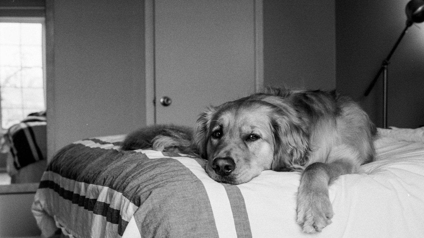 A golden retriever dog lies on a striped bedspread in a bedroom.