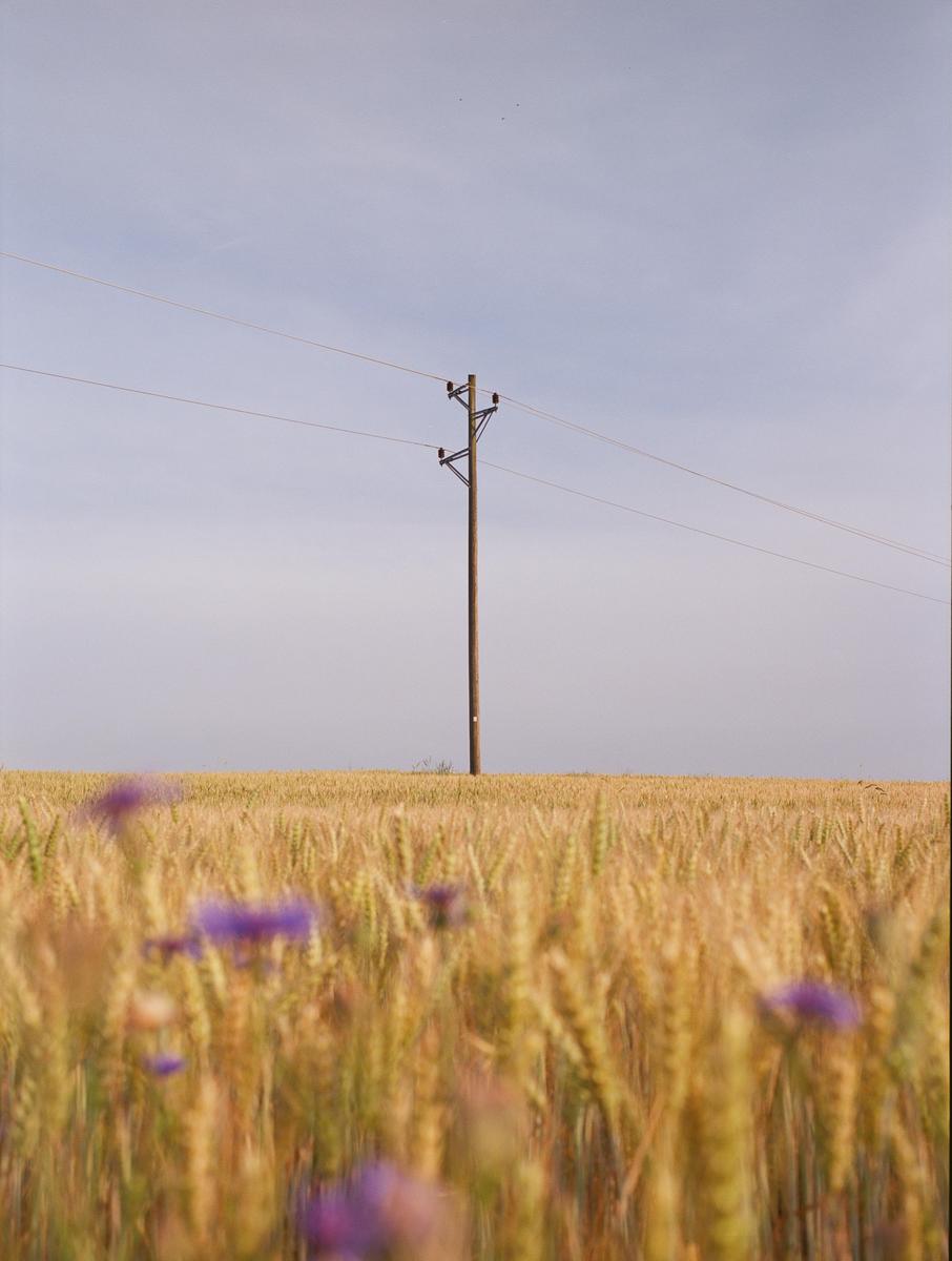 A utility pole stands in a field of golden wheat with purple flowers in the foreground.