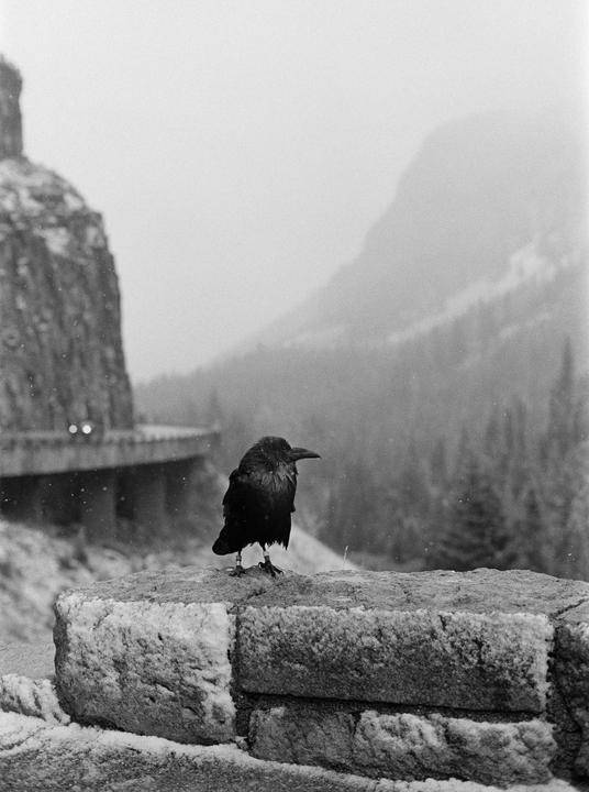 A raven stands on a snowy stone wall with a mountain road and forest in the background.