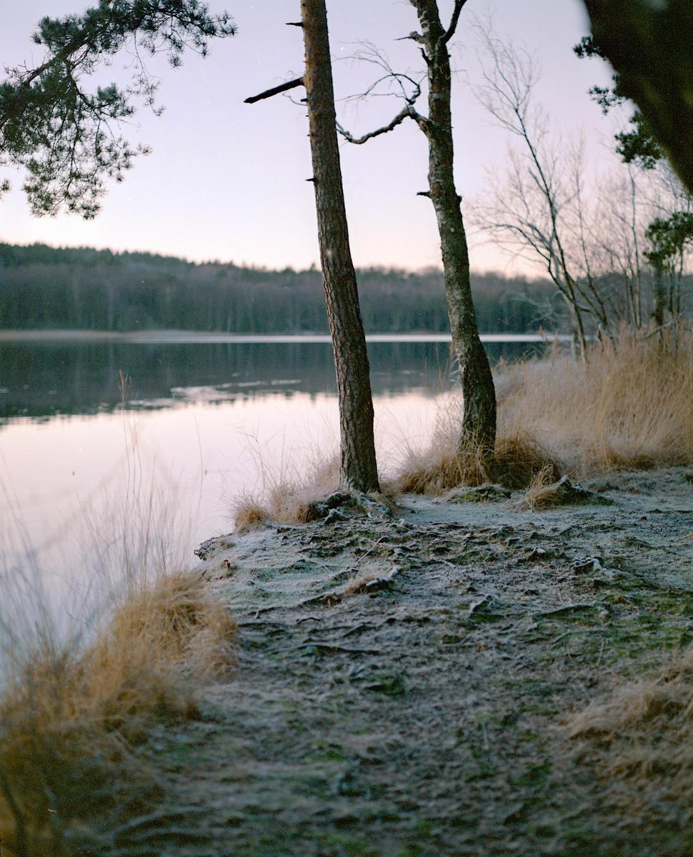 Two trees stand on a frosty bank beside a calm lake, with a forest in the background under a pale sky.
