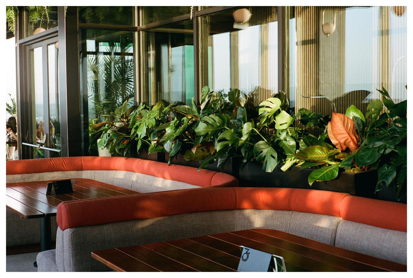 A restaurant booth with wooden tables and a planter filled with various green plants is visible.
