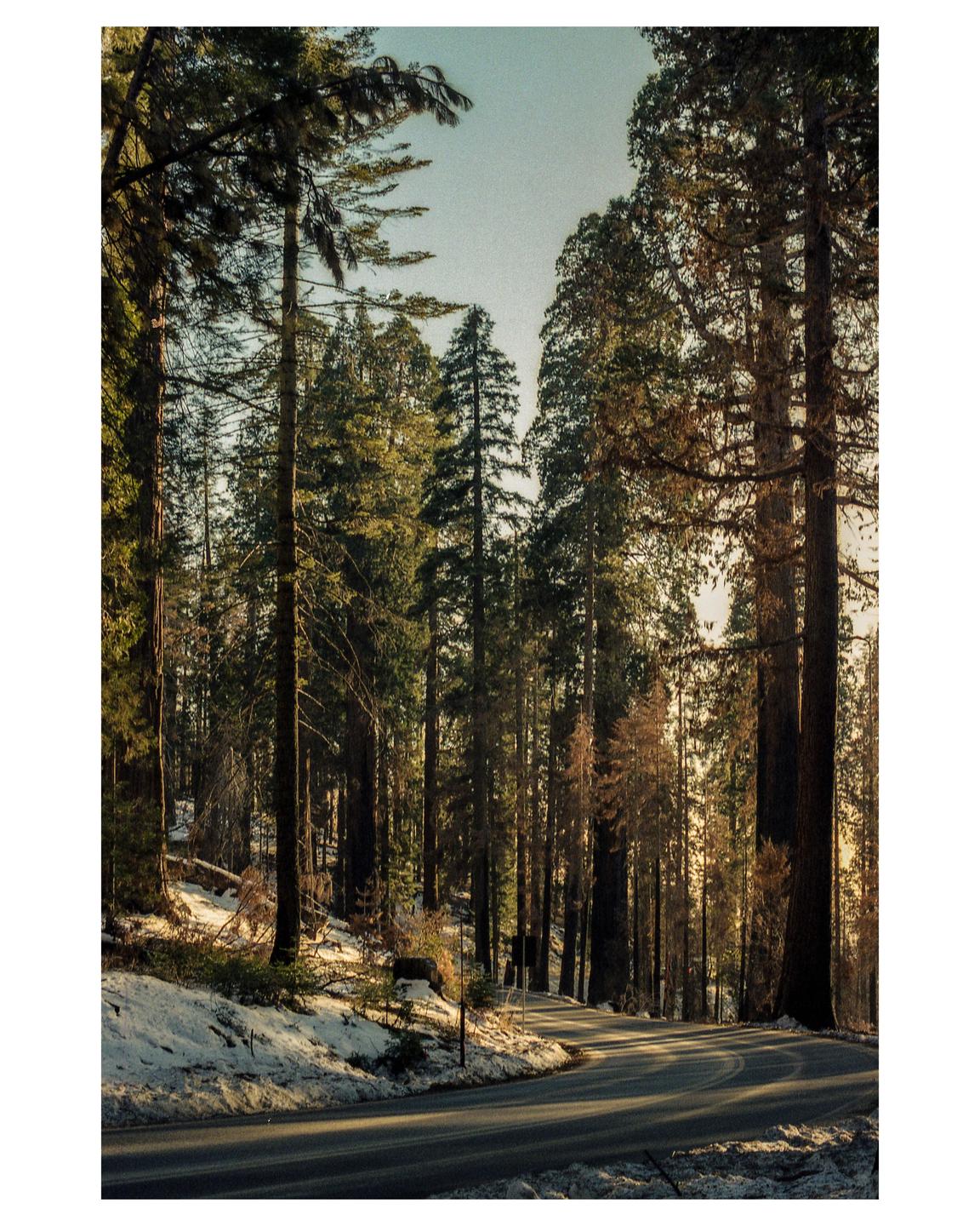 A winding road passes through a forest of tall trees with snow on the ground.
