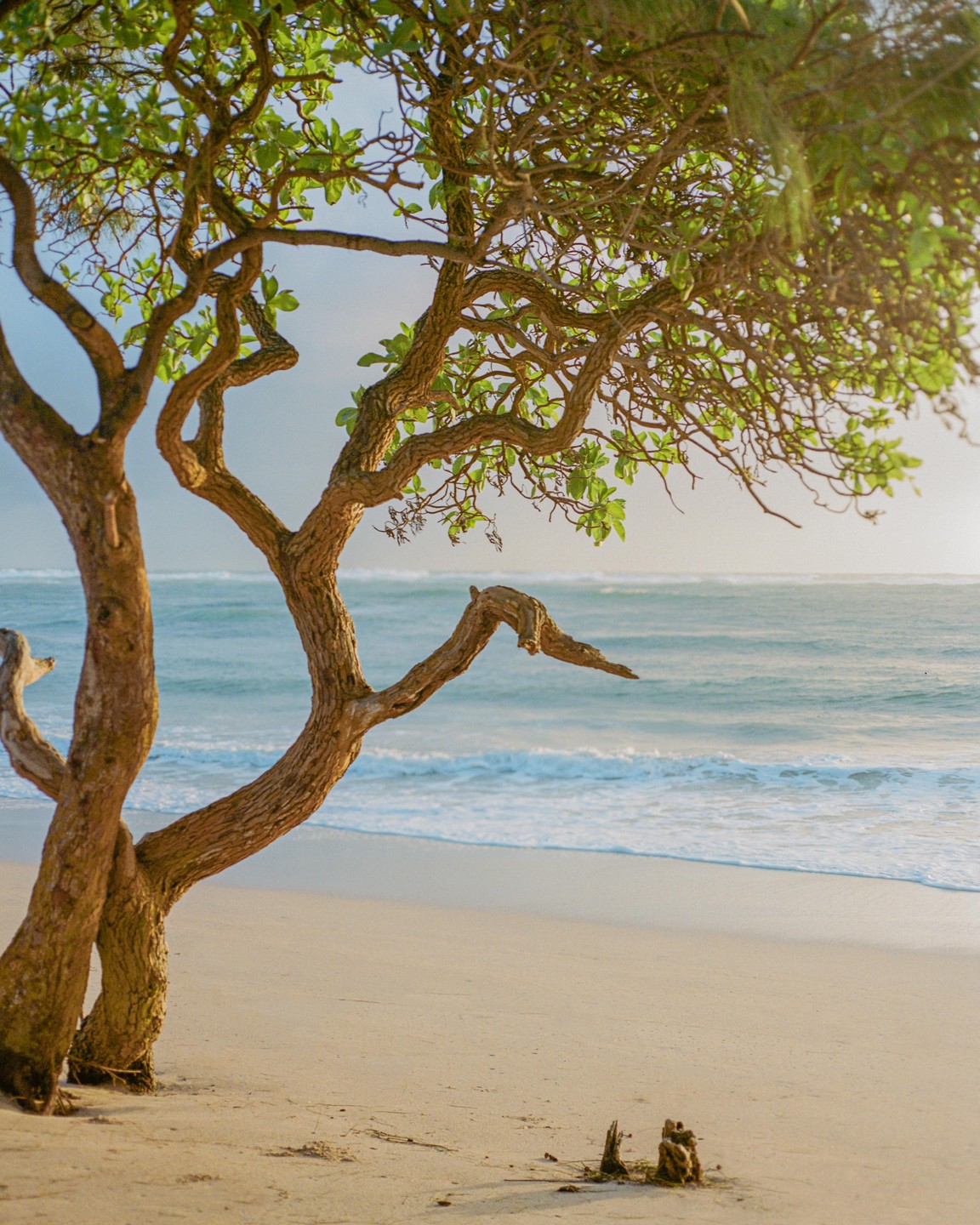A tree with green leaves stands on a sandy beach next to the ocean with waves.